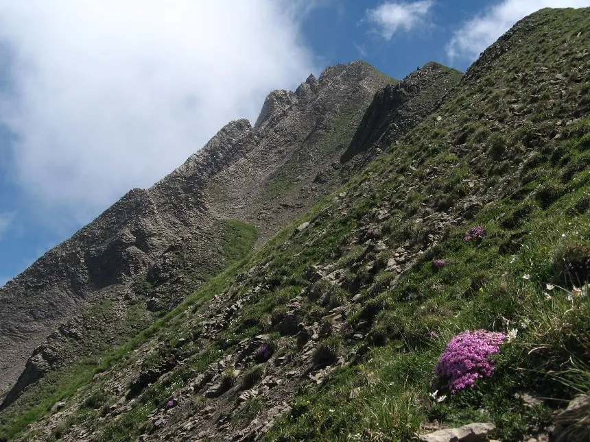 The rocky ridge between Haldigrat and Brisen, with a cushion of moss campion in the foreground.