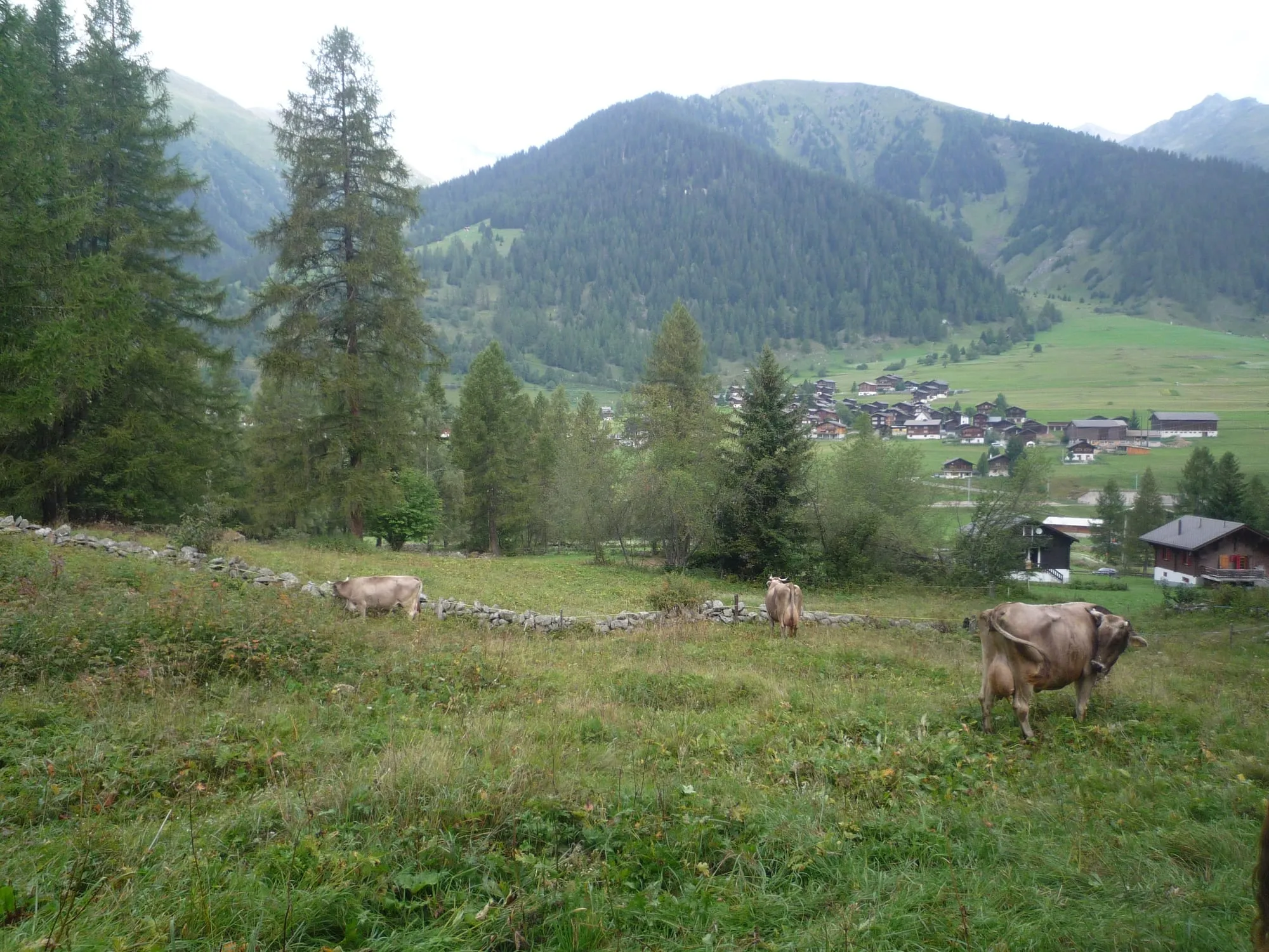 The Goms valley near Reckingen with the Rhône meandering through wide summer meadows.