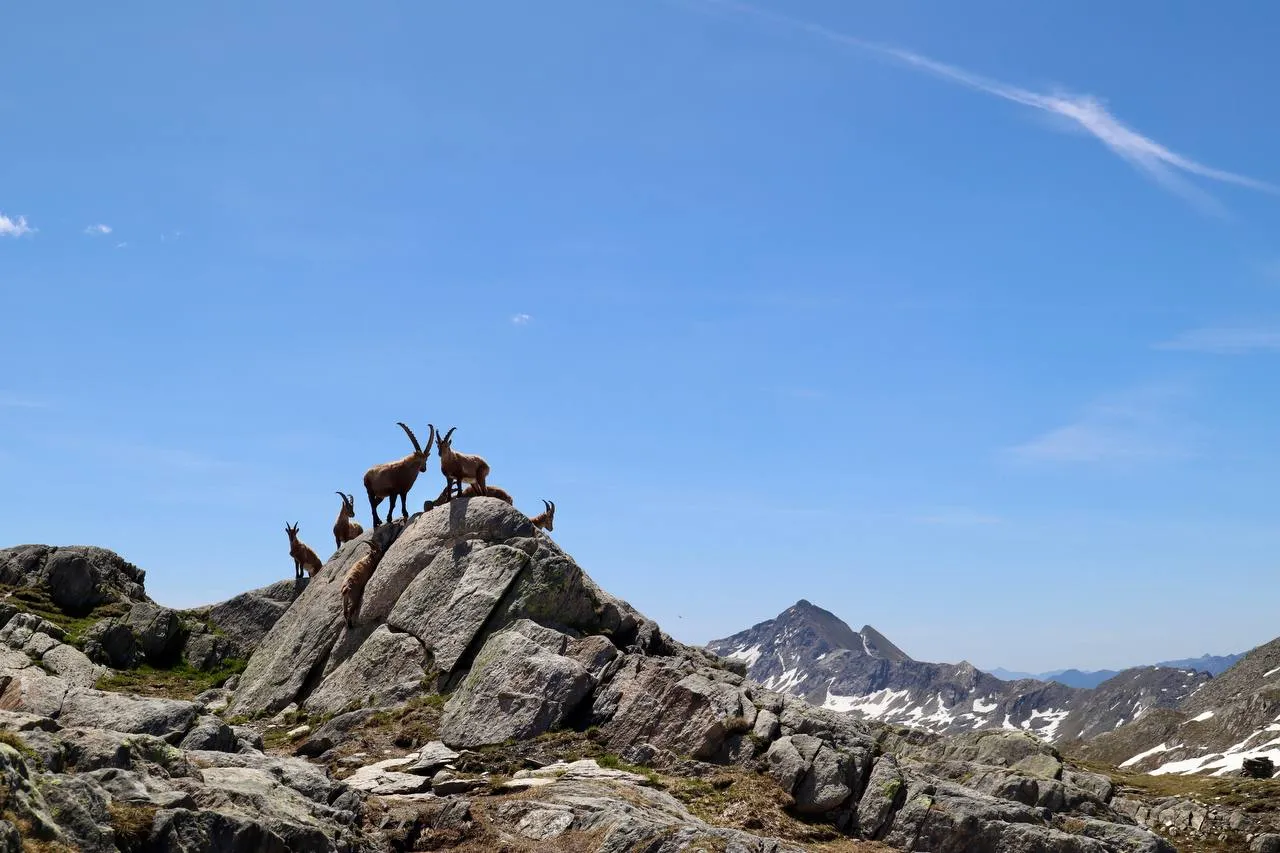 Una pequeña manada de íbices sobre un saliente rocoso, con cumbres nevadas detrás.