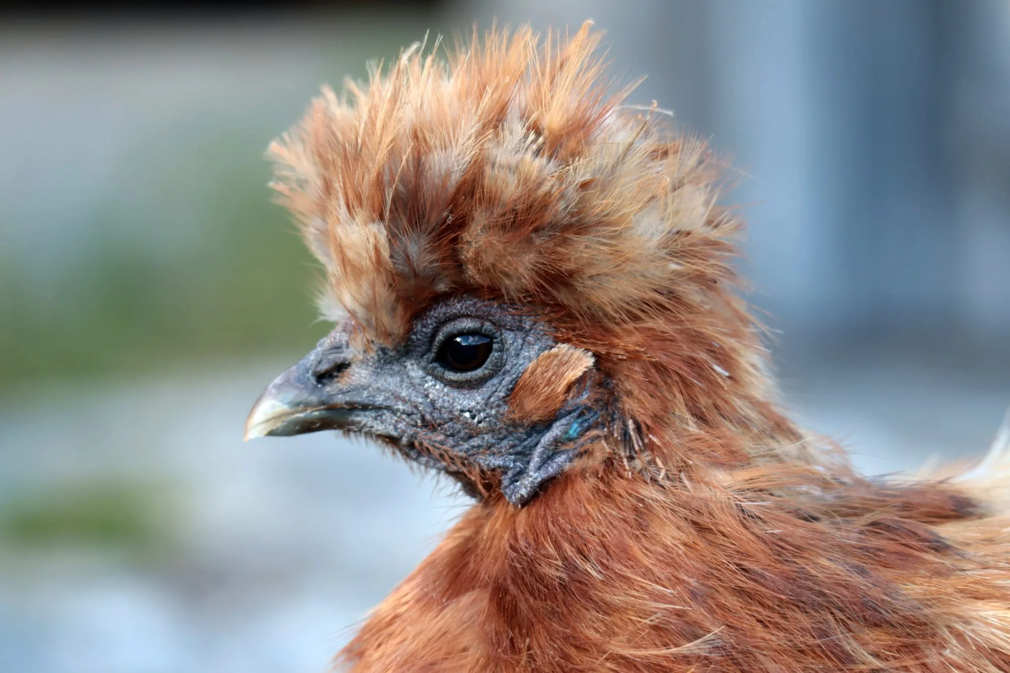 Portrait of a rust-brown silkie chicken with a ruffled crest of feathers.