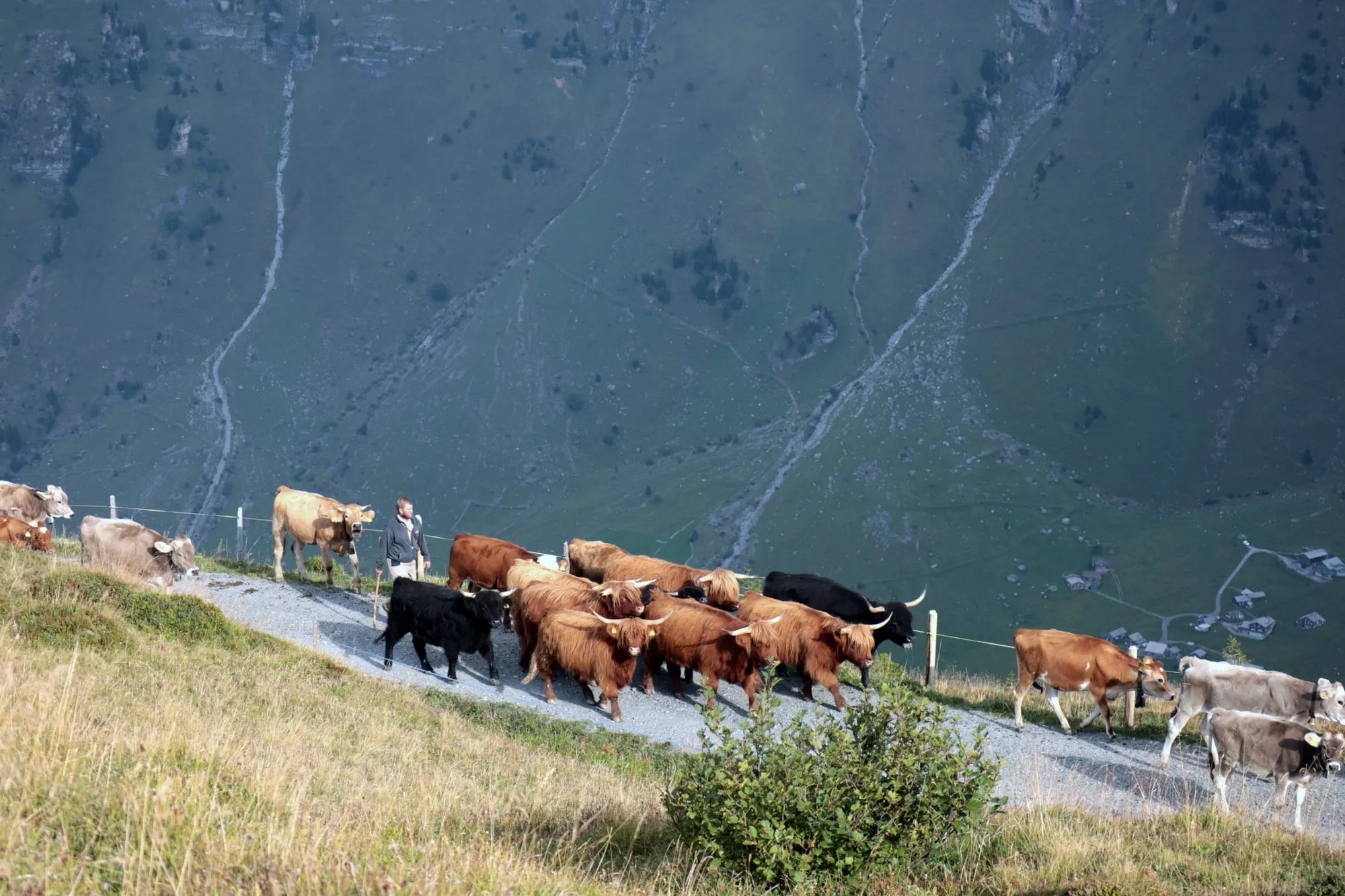 A herd of cattle follows the herdsman along the alp track, the green valley slope dropping away below.