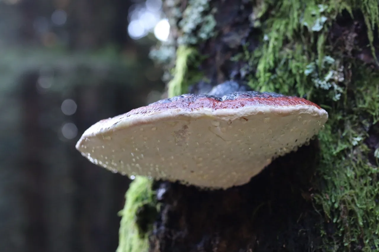 Close-up of a red-and-cream bracket fungus growing on a moss-covered tree trunk, beaded with water droplets.