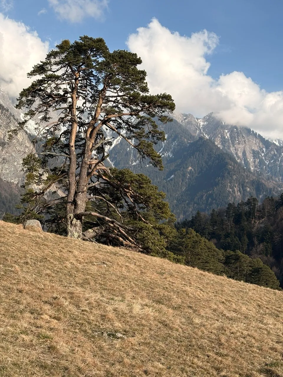 A lone weathered pine clinging to a dry grassy slope, rugged snow-flecked mountains behind.
