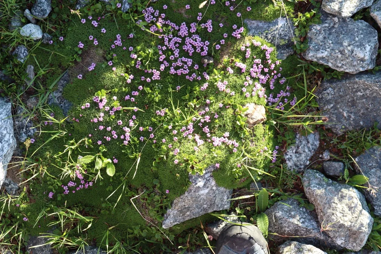 A top-down view of a cushion of pink moss campion flowering among grey rocks and green moss, a boot toe at the edge.