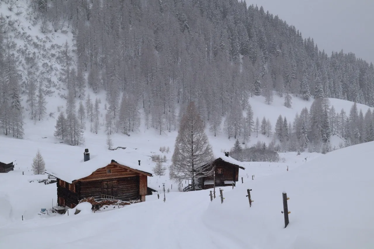 Snow-covered timber huts beside a lone larch in a wintry valley, a snow-laden larch forest rising on the slope behind.