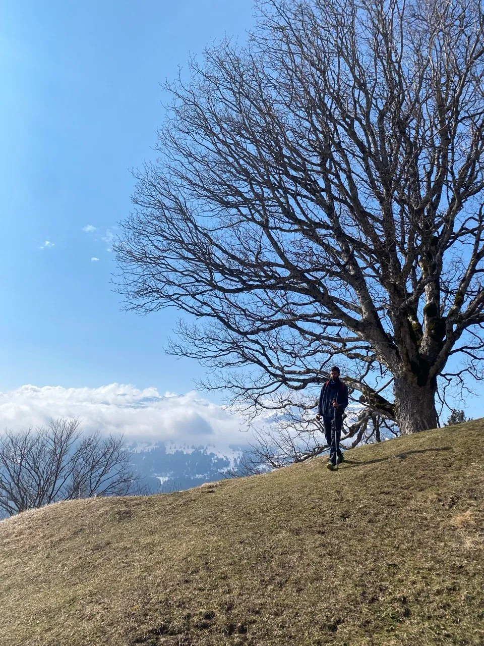 A hiker stands beneath a bare, sprawling tree on a grassy hilltop, a sea of fog rolling over the valleys below.