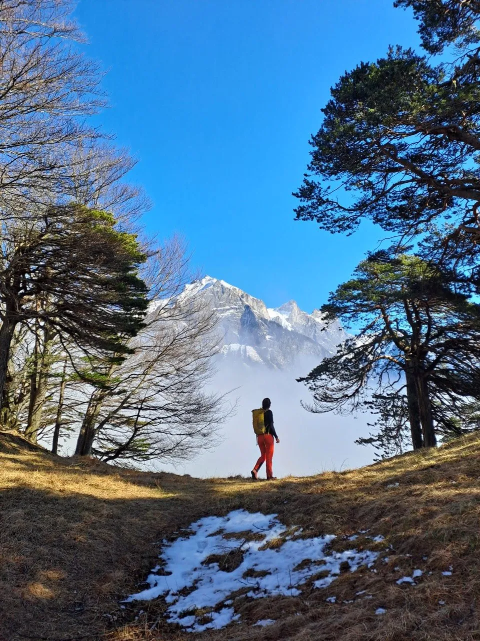 A hiker in red trousers stands among trees in front of a snow-covered peak emerging from the fog.