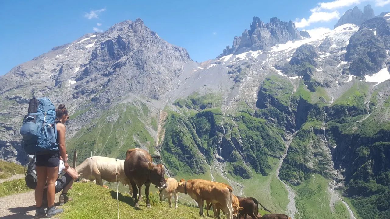 Two hikers with large packs watch a herd of cows on an alpine pasture, with the jagged rock spires and snowfields of the Surenenpass peaks beyond under a blue sky.