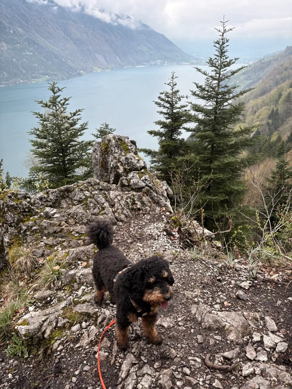 A small black-and-tan dog standing on a rocky outcrop high above the grey-green Vierwaldstättersee, fir trees and misty peaks beyond.