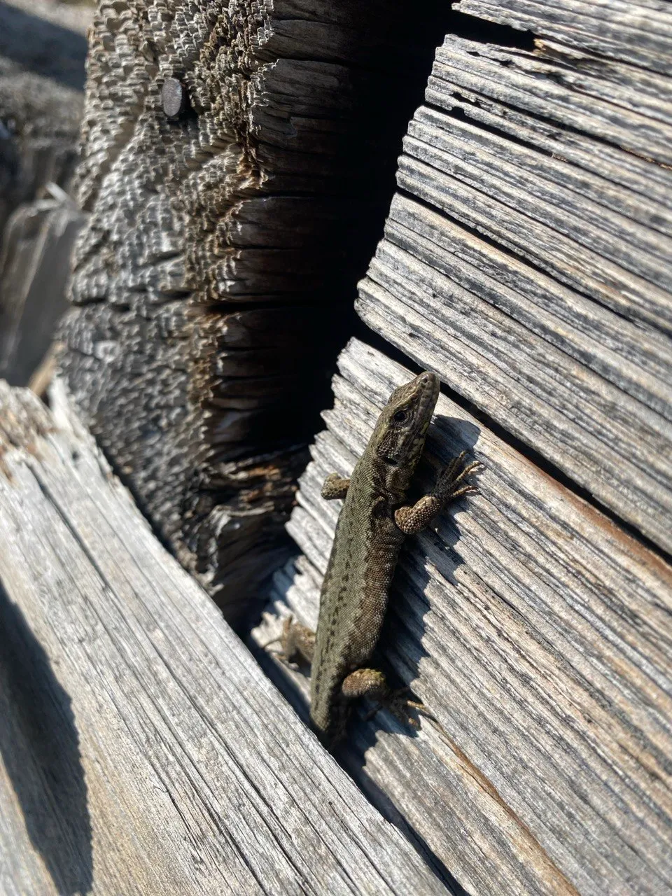 A lizard basks between the weathered timber beams of an old hut.