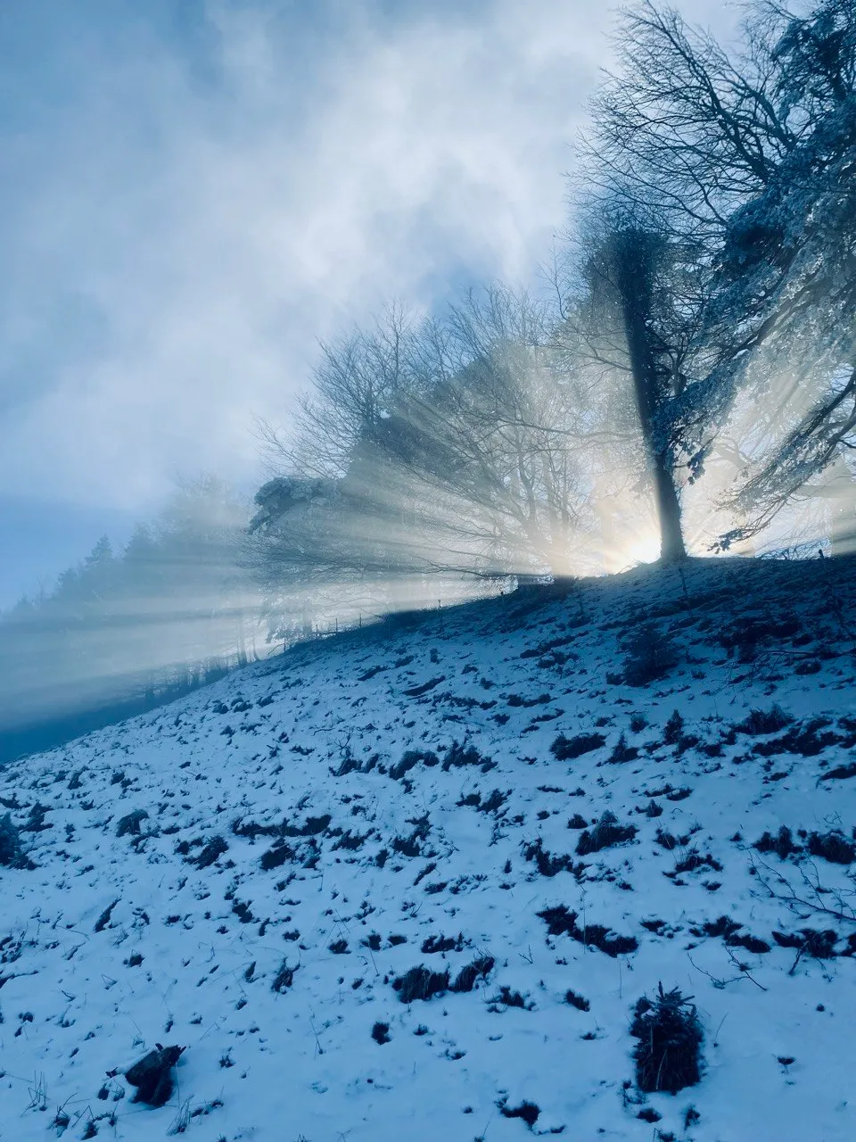 Frost-covered trees on a snowy slope, sunbeams breaking through the mist.