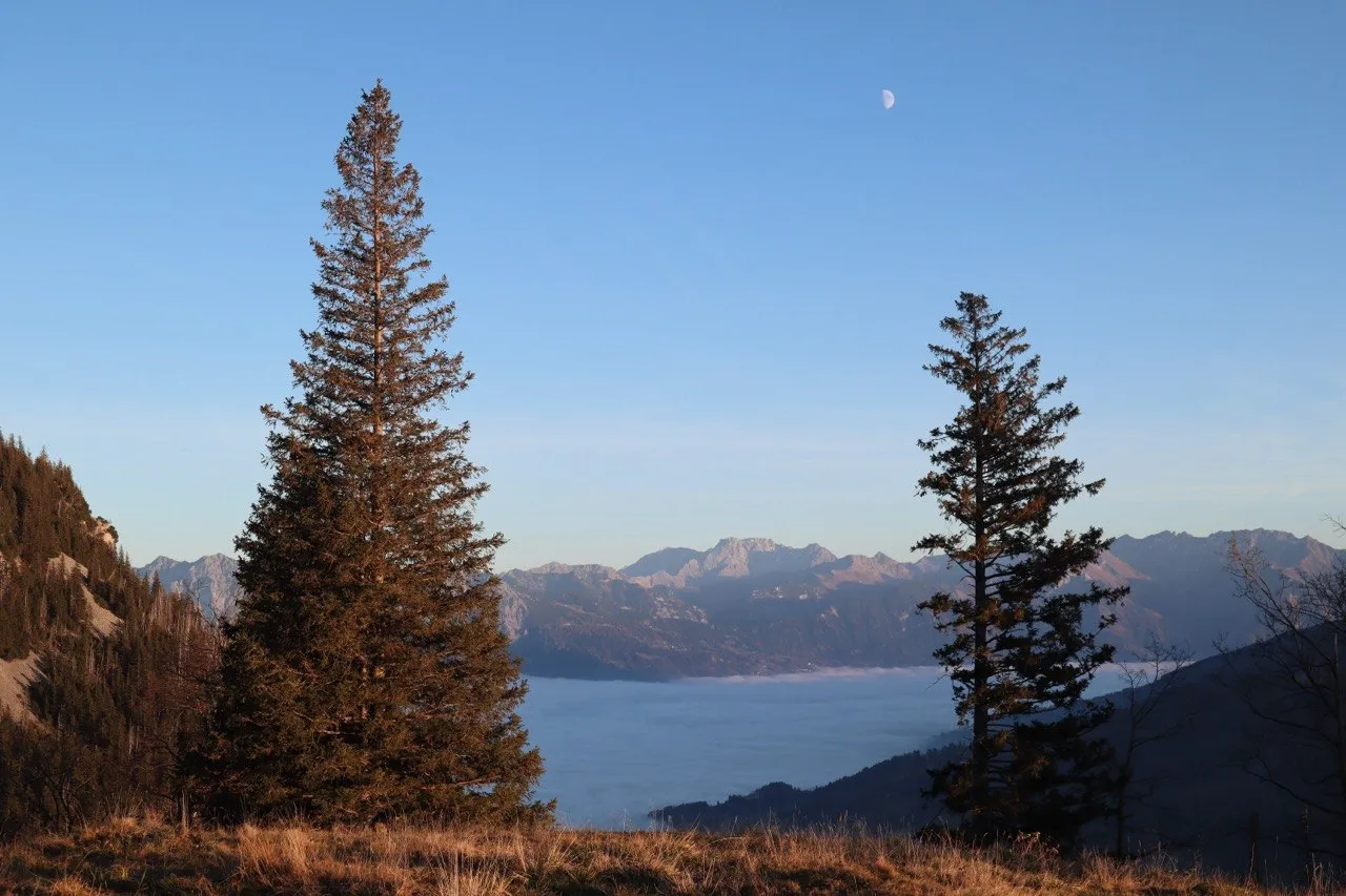 Two firs framing a sea of fog in the valley, with distant peaks and a half moon beyond.