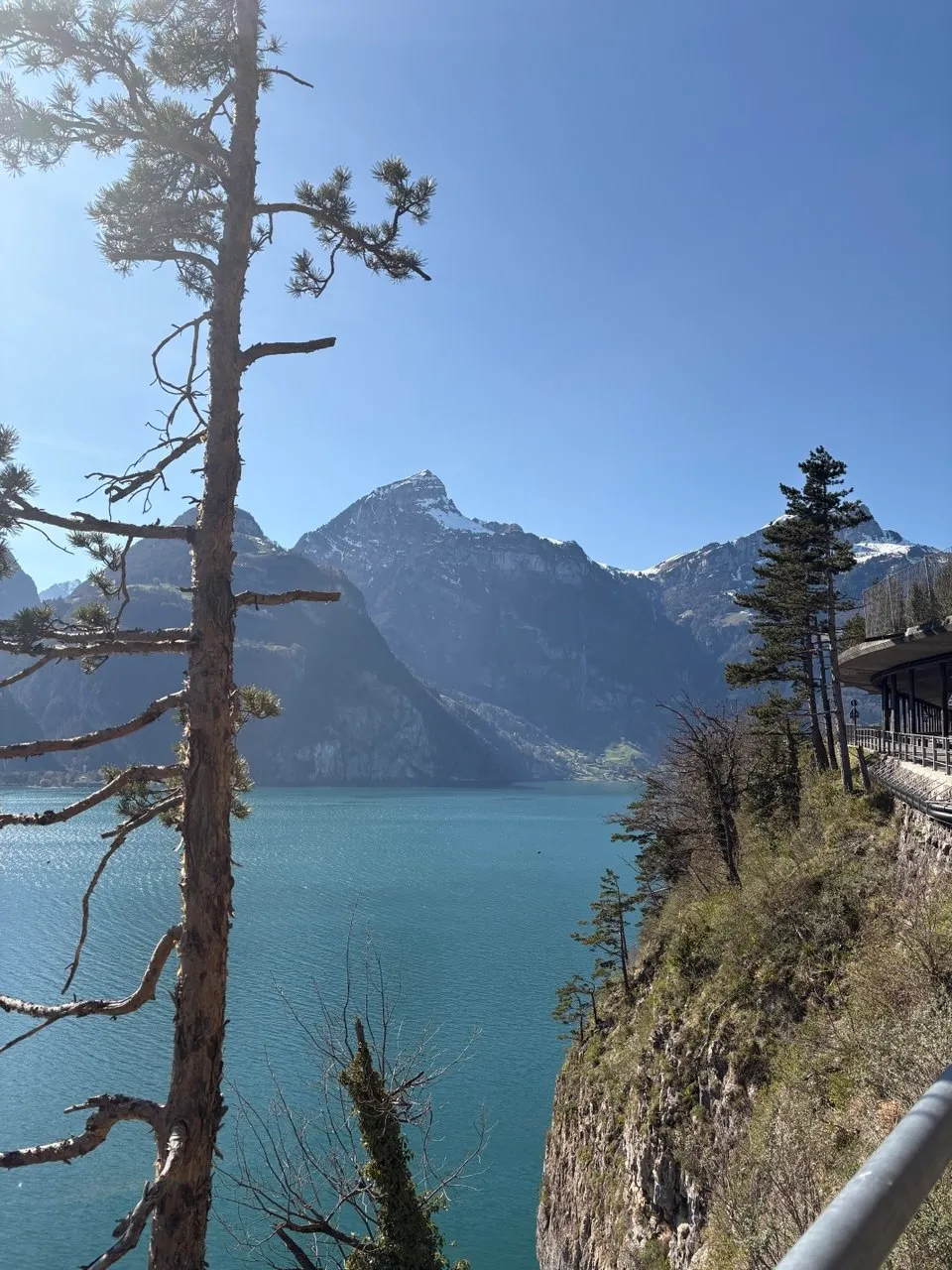 A tall lone pine beside the lakeside path, turquoise water and a snowy peak, with a covered viewing structure on the cliff to the right.