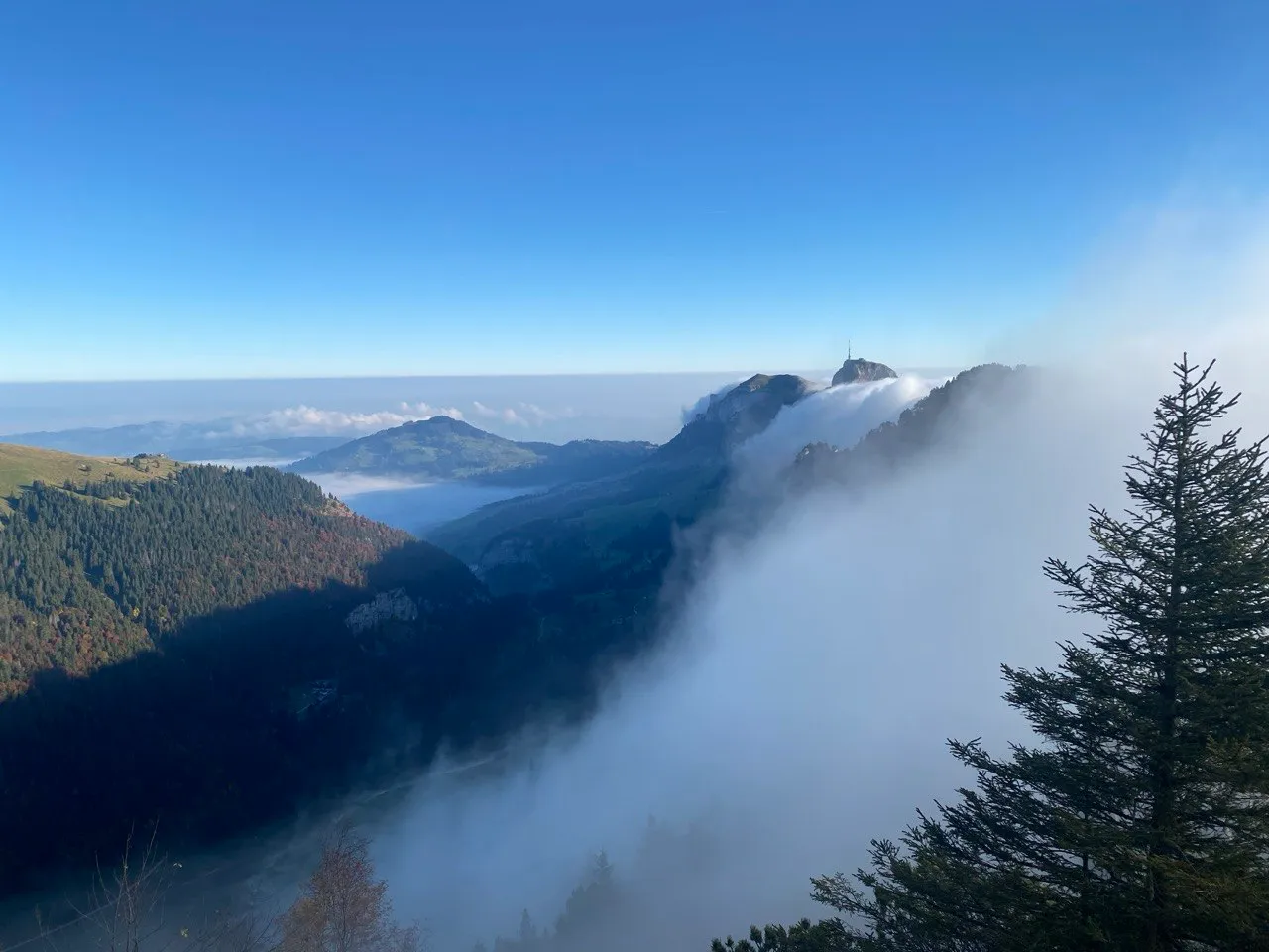 A sea of fog spilling over a forested ridge, the Säntis summit emerging beyond, a spruce in the foreground.