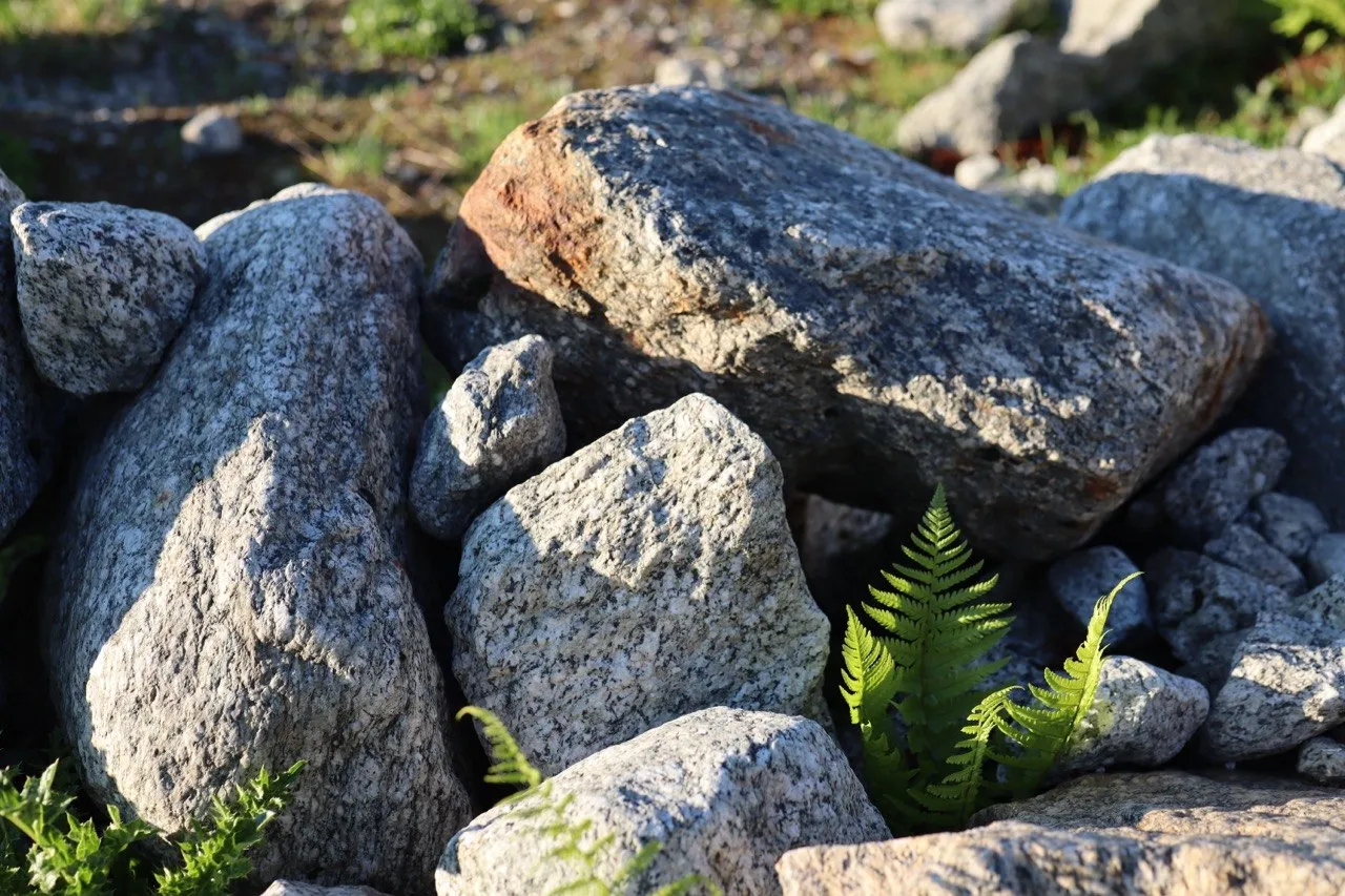 A bright green fern unfurling between sun-lit grey granite boulders.