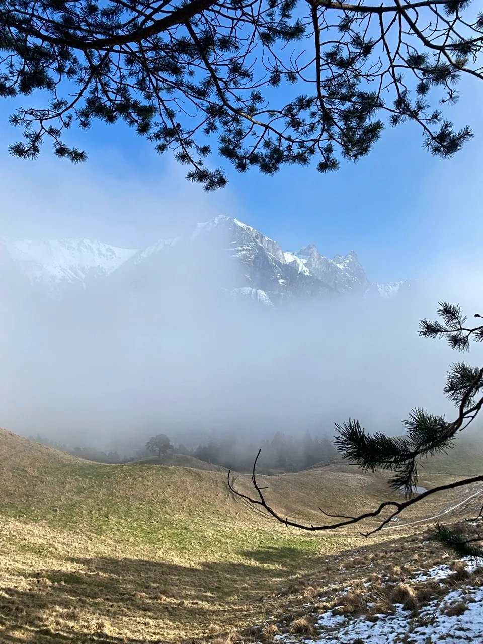 A snow-capped peak rises above a sea of fog, framed by pine branches.