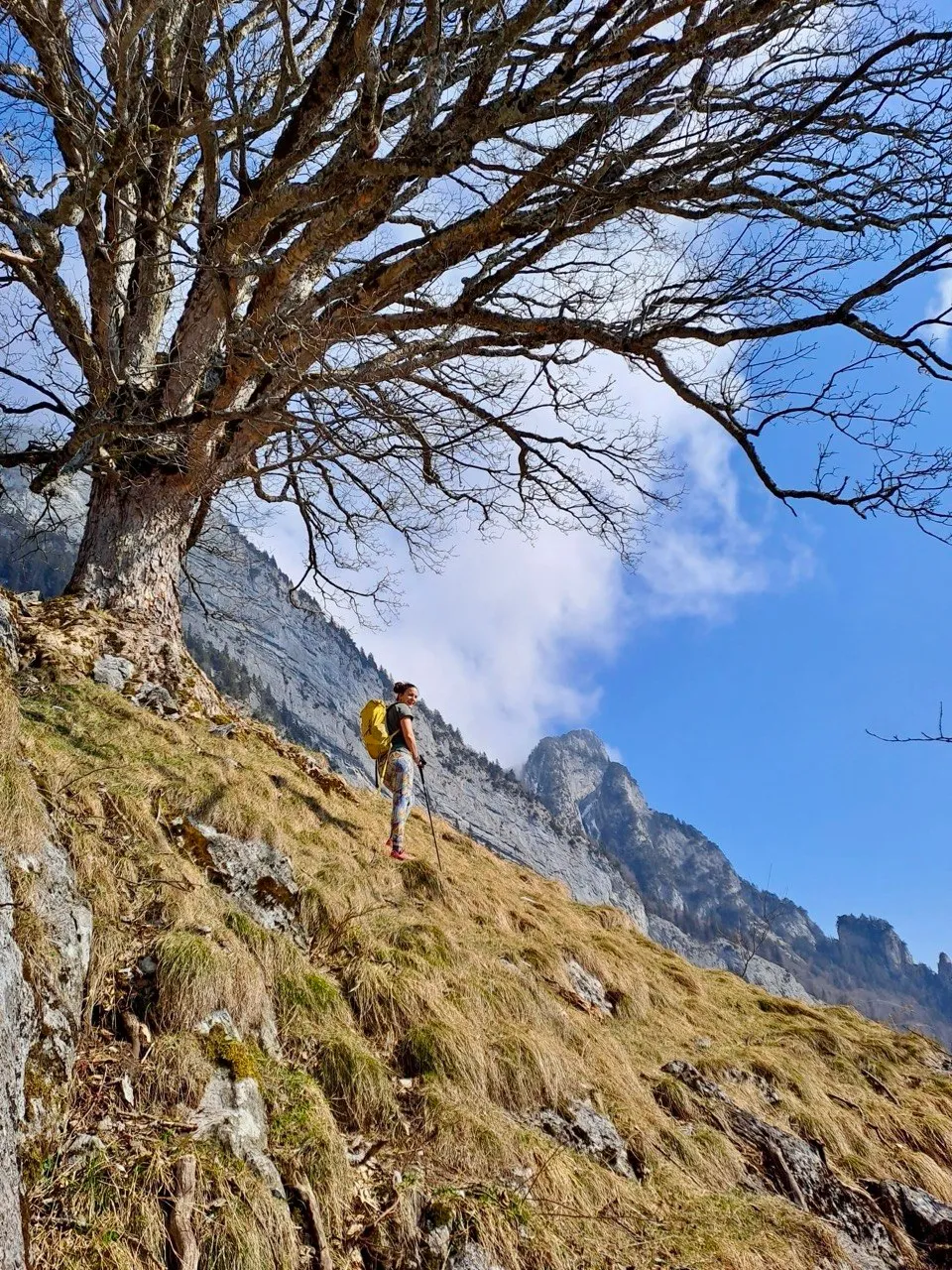 A hiker with a yellow backpack stands beneath a gnarled bare tree on a steep grassy slope, a rugged ridge behind him.