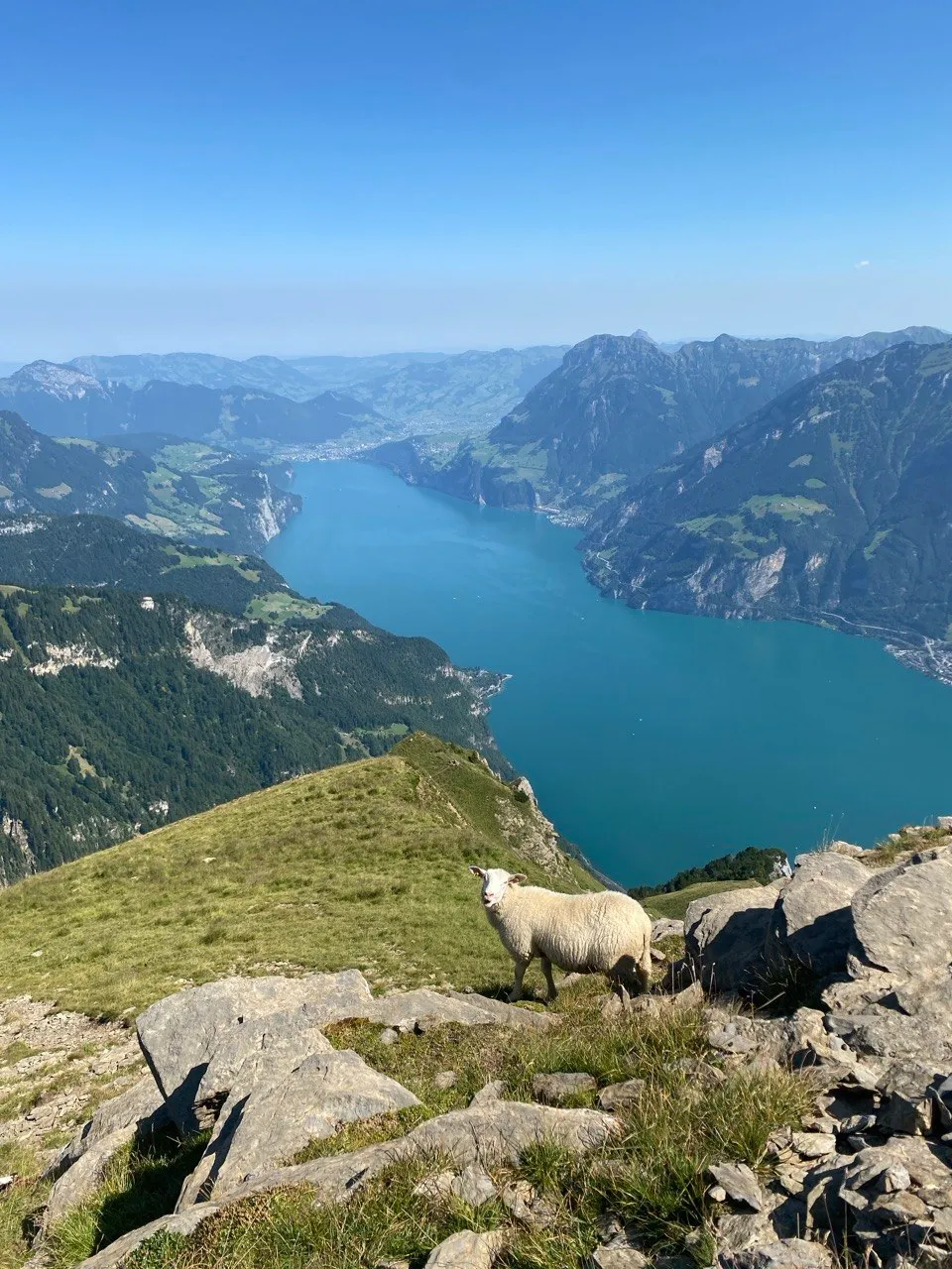 A sheep peers curiously over a rock, with turquoise Lake Uri far below in the valley.