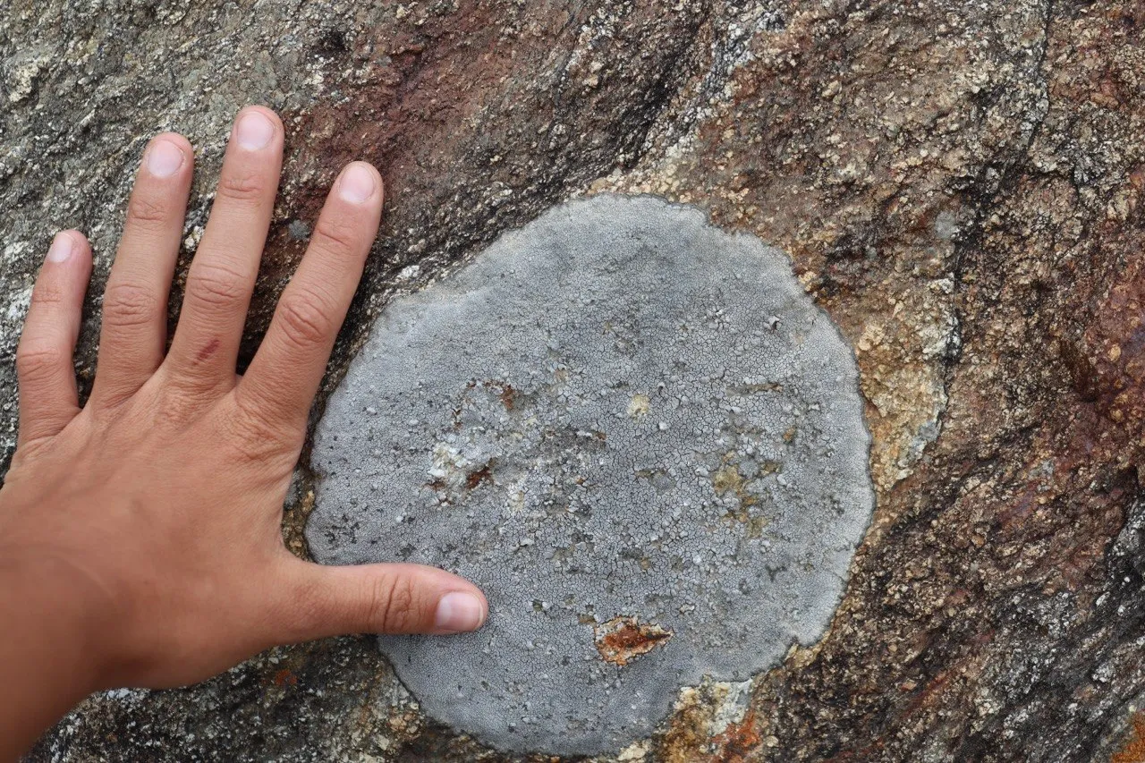Close-up of a hand next to a round, disc-shaped lichen growing on a rock.