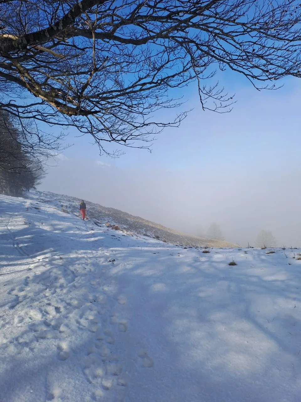 A hiker in red walks along a snowy trail beneath bare branches, mist lingering in the background.