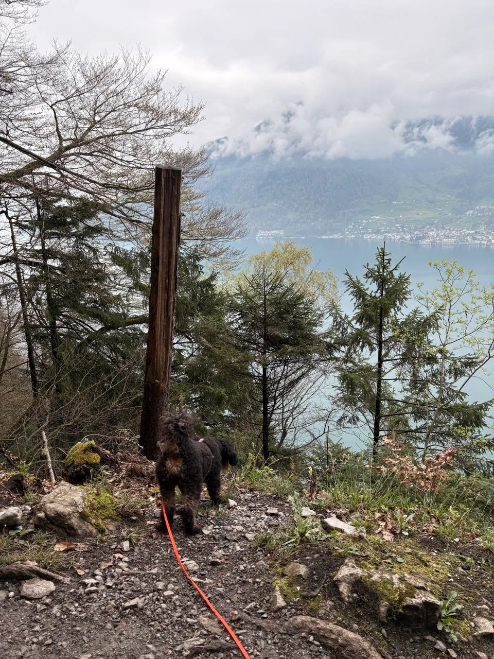 The dog on a red leash walking a forest trail past a tall wooden post, the cloud-wrapped lake below.