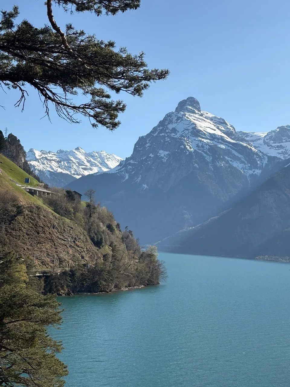 A pine branch frames the turquoise lake as it curves toward a striking snow-capped pyramid peak.