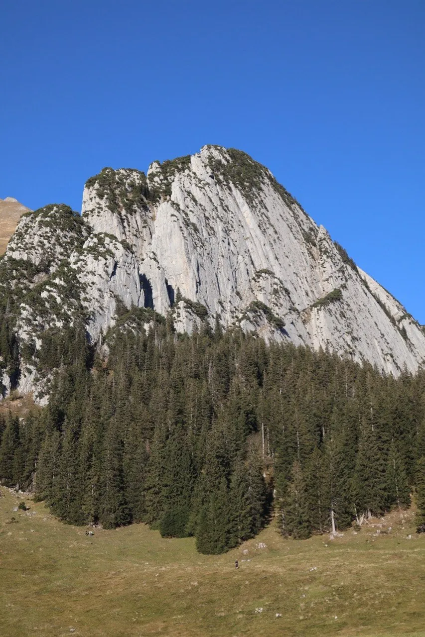 The tower and arête of the Schafberg rising above spruce forest and alpine meadow, blue sky.