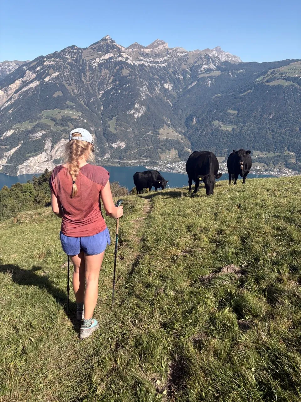 A hiker with poles follows three black Angus cattle across a mountain meadow, with Lake Urnersee and the mountains beyond.