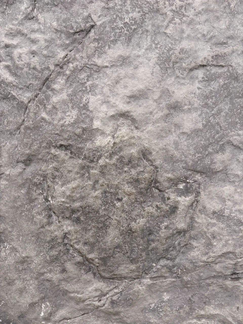 A three-toed dinosaur footprint pressed into a grey slab of rock in the Risletenschlucht.