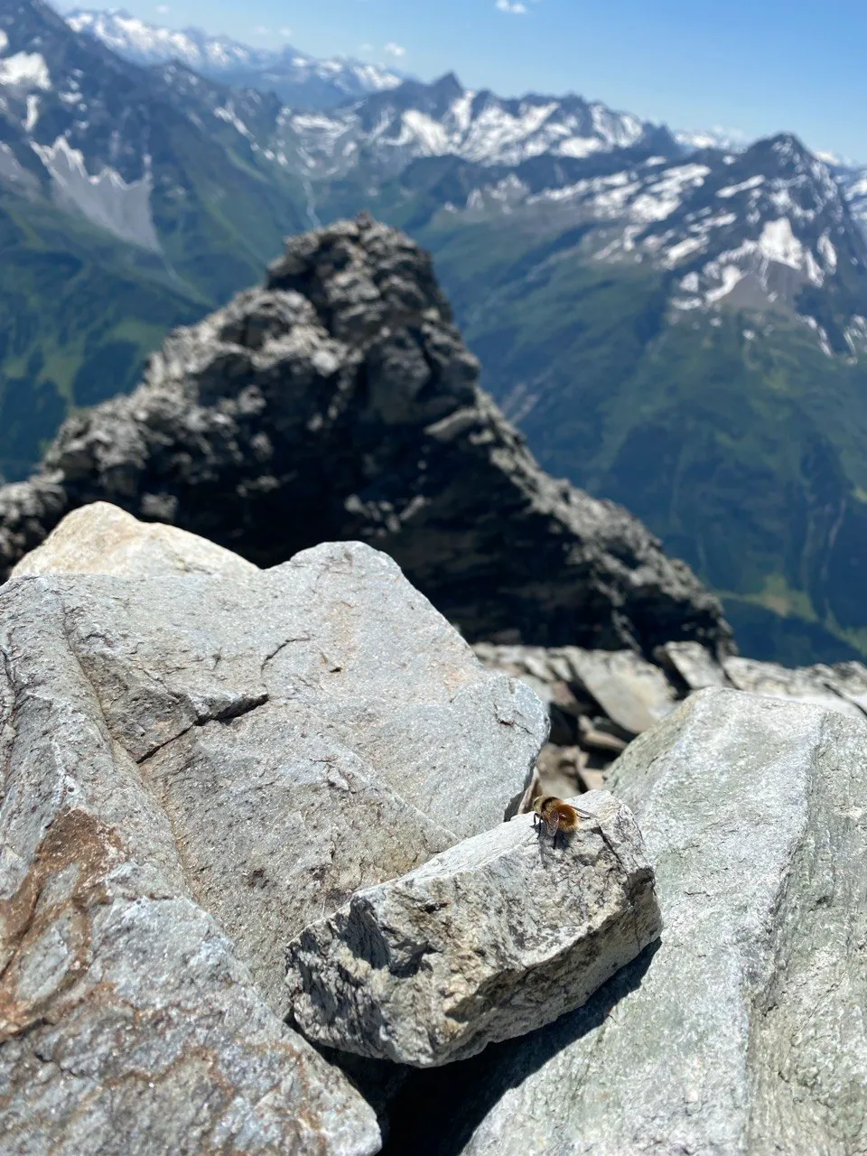 A small beetle sits on a boulder along the summit ridge, snow-capped mountains in the background.