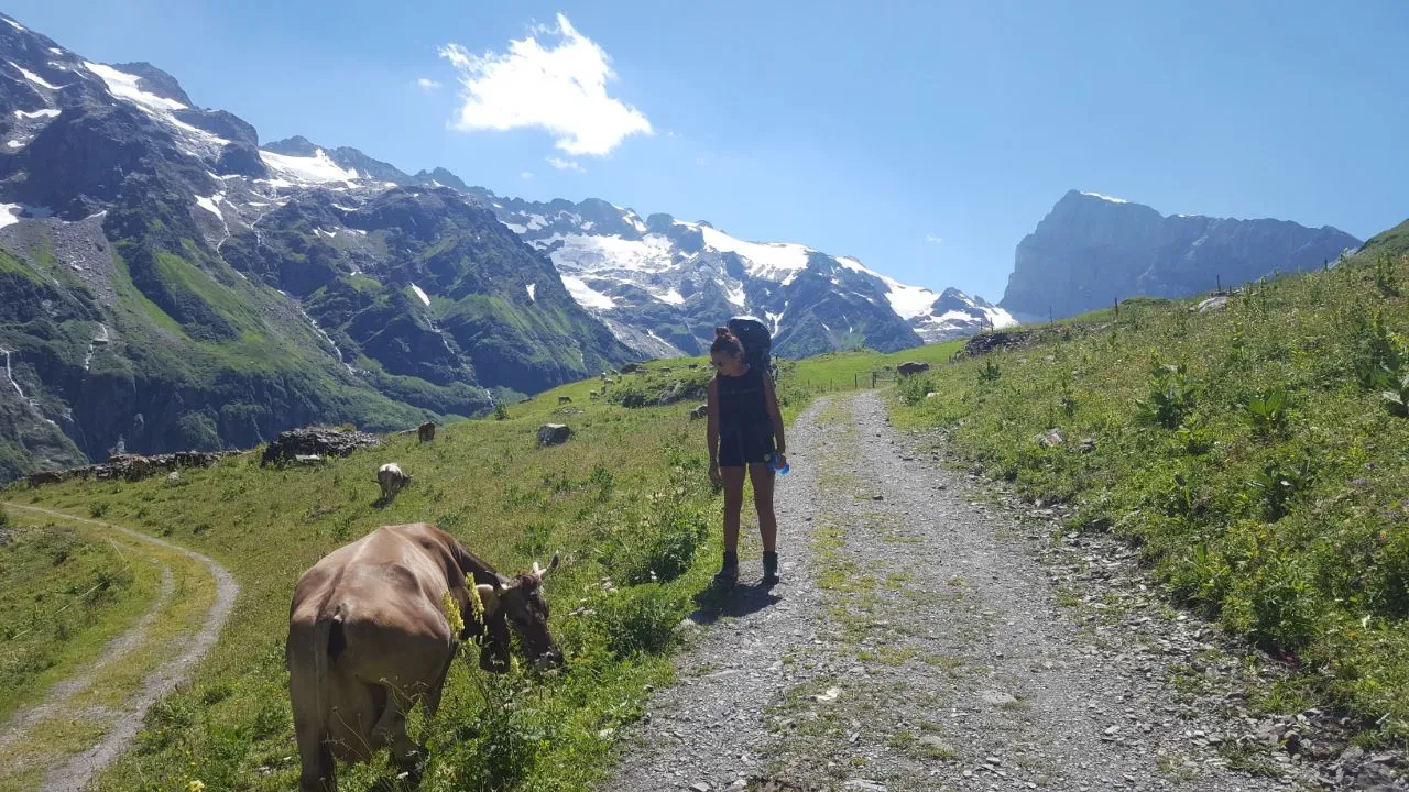 A hiker with a backpack stands on an alp track beside a grazing cow, with glaciated peaks behind.