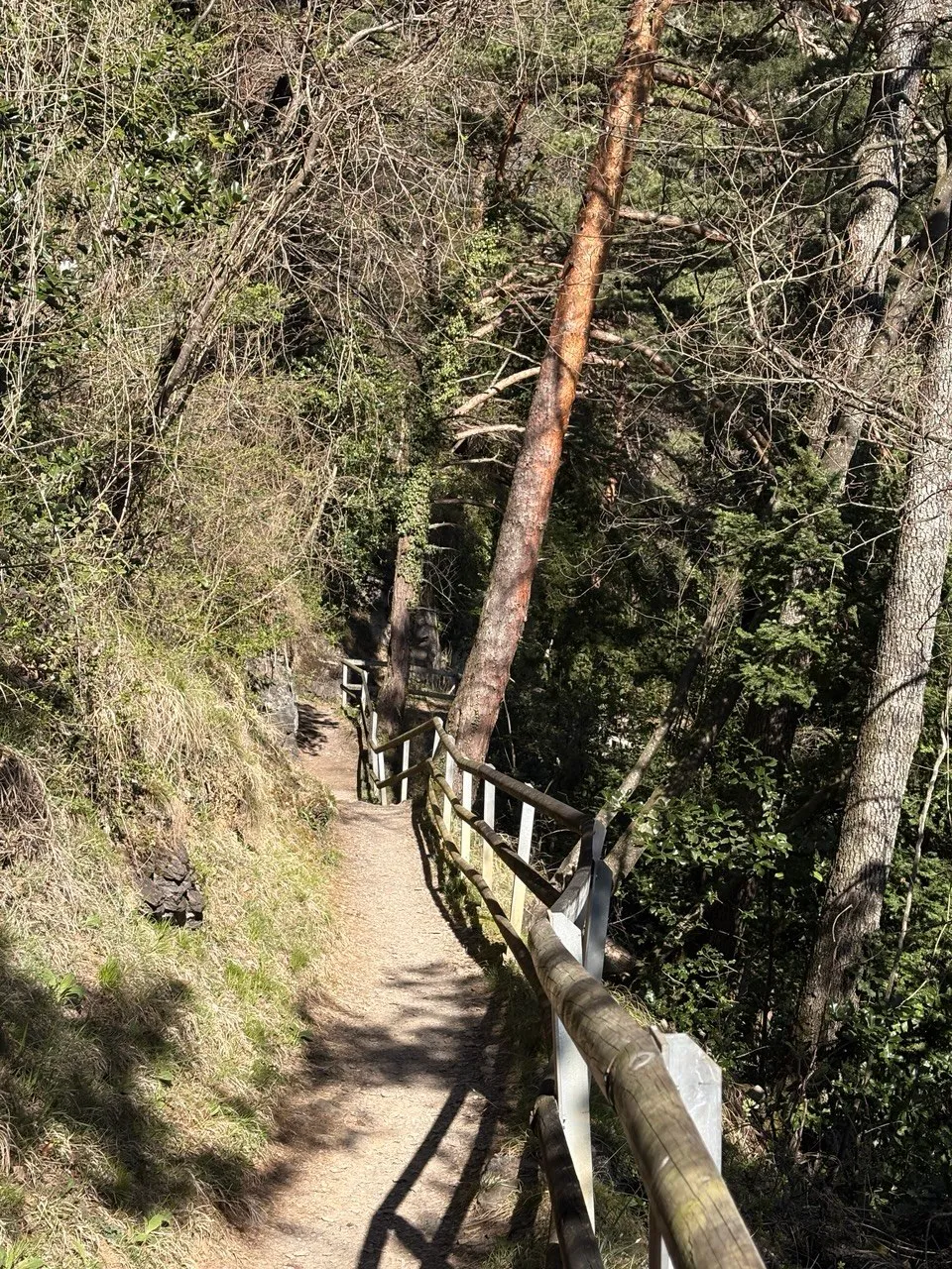A narrow forest trail with a wooden railing descending through bare spring trees.