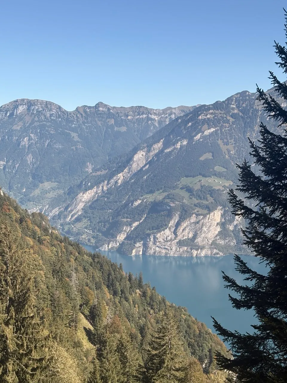 View through conifers steeply down to Lake Urnersee, with tall cliffs plunging into the water on the far shore.