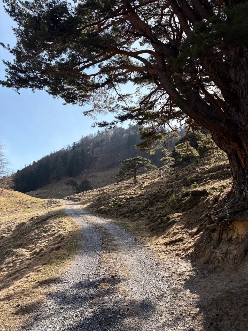 A gravel track curving uphill past a large pine tree, a wooded hillside beyond under a blue sky.