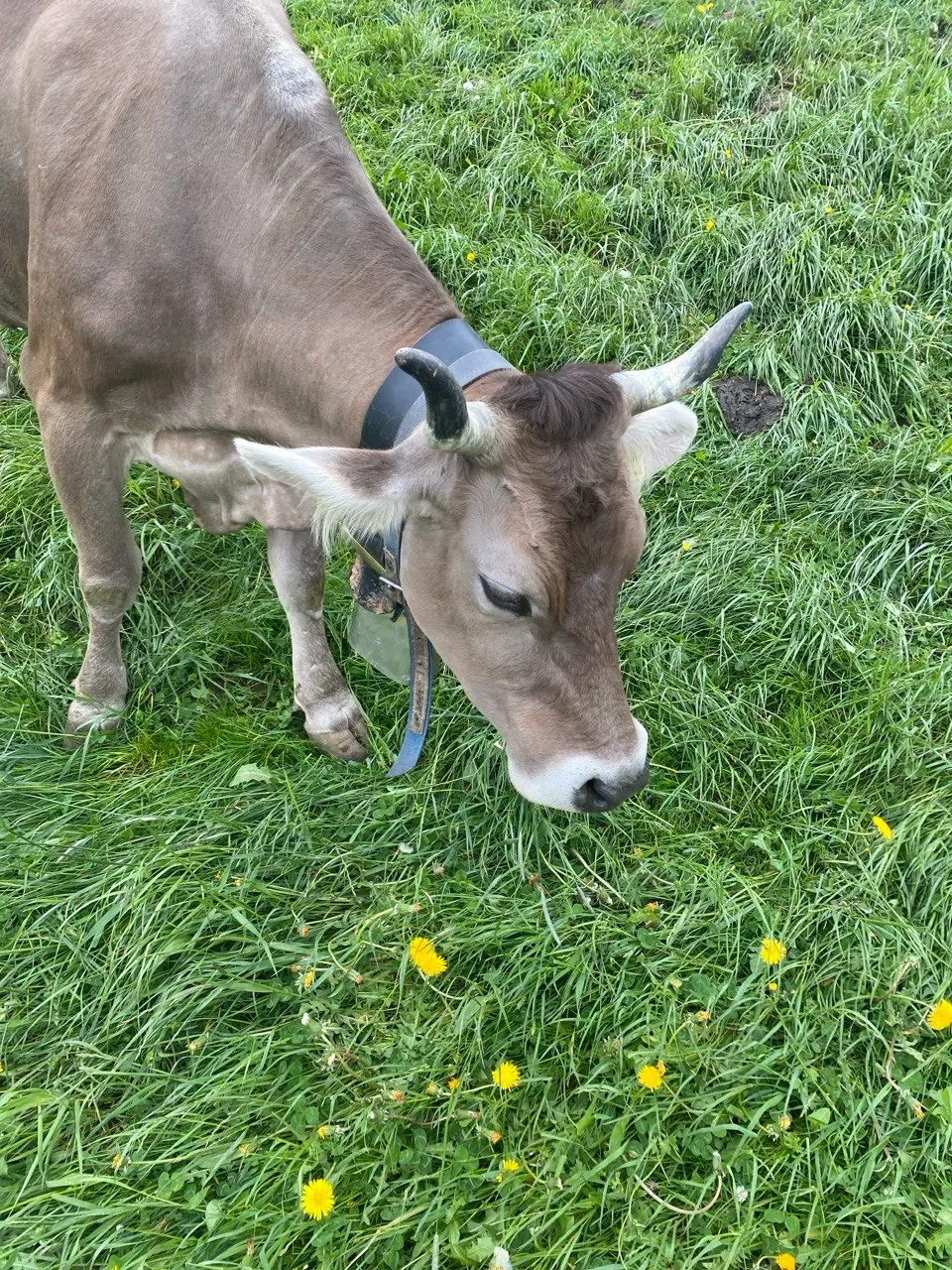 A cow with a bell grazes in a green meadow full of dandelions.