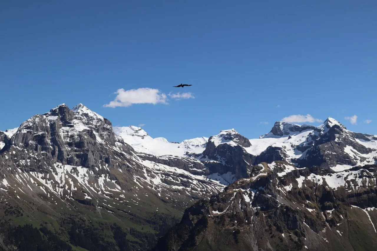 A bird soars over snow-capped peaks under a deep blue sky.