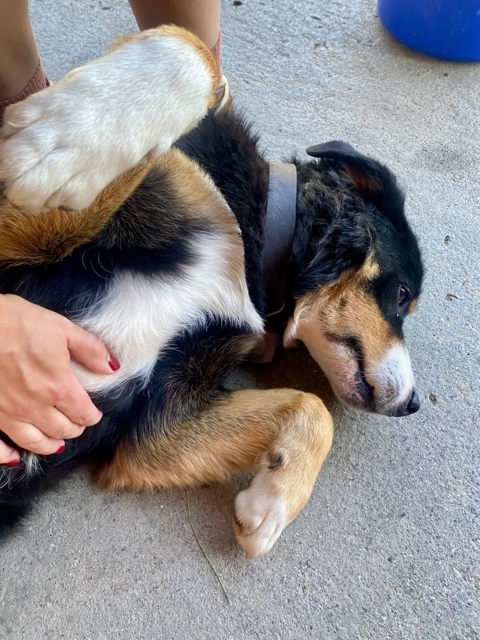 A Bernese Mountain Dog enjoys a belly rub.