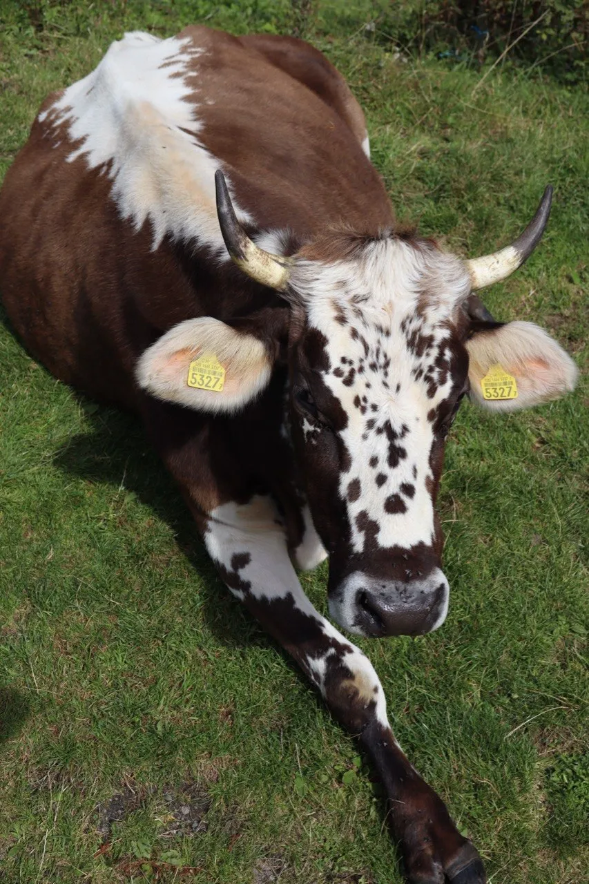 A brown-and-white cow with long horns rests in a grassy meadow.