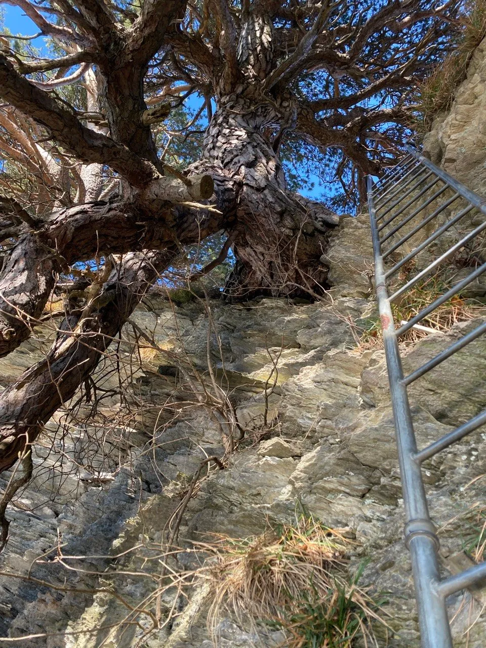 Looking up a rock face along an iron ladder, framed by a gnarled pine tree.