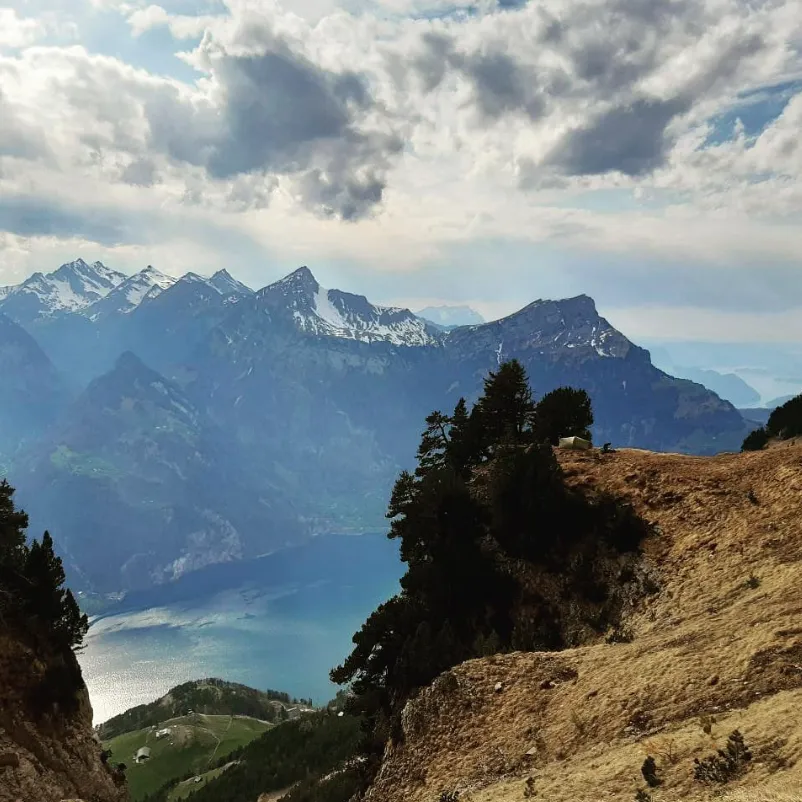 View from the grassy slopes of the Rophaien past a few mountain pines down to the Urnersee, with the snow-streaked Uri peaks behind.